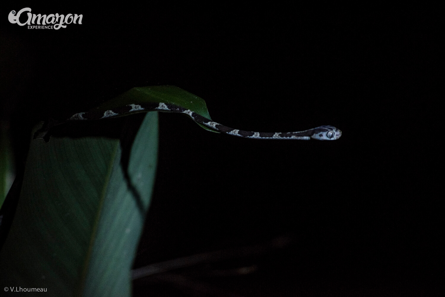 Amazon jungle night walks